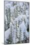 Snow on Rosemary-Cora Niele-Mounted Giclee Print