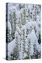 Snow on Rosemary-Cora Niele-Stretched Canvas