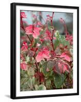 Snow on the Mountain Flower, Florida, USA-Lisa S. Engelbrecht-Framed Premium Photographic Print