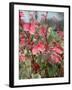 Snow on the Mountain Flower, Florida, USA-Lisa S. Engelbrecht-Framed Premium Photographic Print