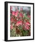 Snow on the Mountain Flower, Florida, USA-Lisa S. Engelbrecht-Framed Photographic Print