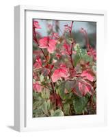 Snow on the Mountain Flower, Florida, USA-Lisa S. Engelbrecht-Framed Photographic Print