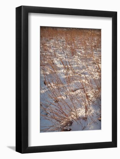 Snow on the Prairie-Steve Gadomski-Framed Photographic Print