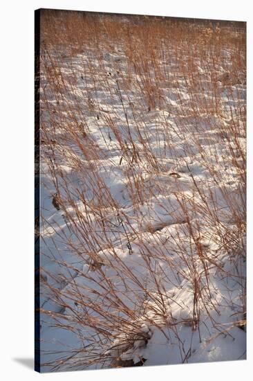 Snow on the Prairie-Steve Gadomski-Stretched Canvas