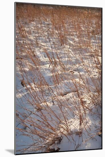 Snow on the Prairie-Steve Gadomski-Mounted Photographic Print