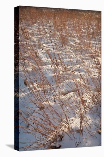 Snow on the Prairie-Steve Gadomski-Stretched Canvas