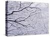 Snow on the Trees-WizData-Stretched Canvas