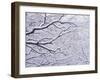 Snow on the Trees-WizData-Framed Photographic Print