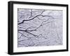 Snow on the Trees-WizData-Framed Photographic Print