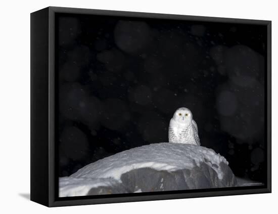 Snow Owl, Nyctea Scandiaca, Churchill, Manitoba, Canada, North America-Thorsten Milse-Framed Stretched Canvas