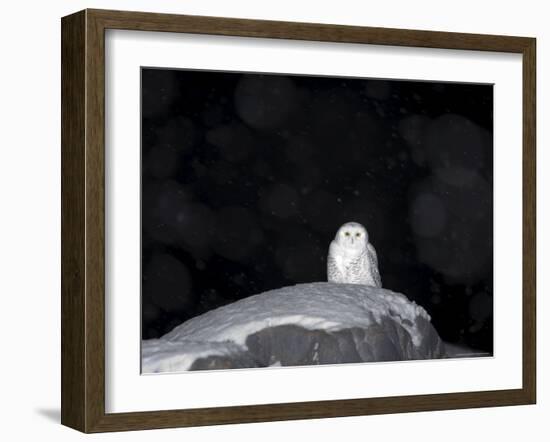 Snow Owl, Nyctea Scandiaca, Churchill, Manitoba, Canada, North America-Thorsten Milse-Framed Photographic Print