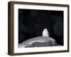 Snow Owl, Nyctea Scandiaca, Churchill, Manitoba, Canada, North America-Thorsten Milse-Framed Photographic Print