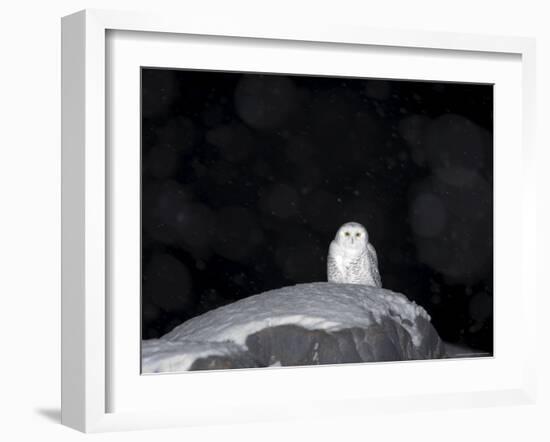 Snow Owl, Nyctea Scandiaca, Churchill, Manitoba, Canada, North America-Thorsten Milse-Framed Photographic Print