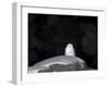 Snow Owl, Nyctea Scandiaca, Churchill, Manitoba, Canada, North America-Thorsten Milse-Framed Photographic Print