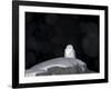 Snow Owl, Nyctea Scandiaca, Churchill, Manitoba, Canada, North America-Thorsten Milse-Framed Photographic Print