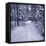 Snow Path in Winter Forest-beerkoff-Framed Stretched Canvas