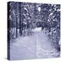 Snow Path in Winter Forest-beerkoff-Stretched Canvas