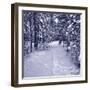 Snow Path in Winter Forest-beerkoff-Framed Photographic Print