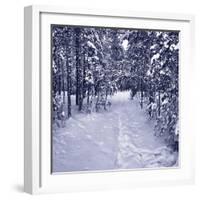 Snow Path in Winter Forest-beerkoff-Framed Photographic Print