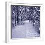 Snow Path in Winter Forest-beerkoff-Framed Photographic Print