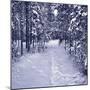 Snow Path in Winter Forest-beerkoff-Mounted Photographic Print