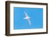 Snow petrel (Pagodroma nivea) flying, Antarctica, November-Tui De Roy-Framed Photographic Print