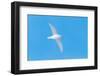 Snow petrel (Pagodroma nivea) flying, Antarctica, November-Tui De Roy-Framed Photographic Print