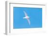 Snow petrel (Pagodroma nivea) flying, Antarctica, November-Tui De Roy-Framed Photographic Print