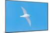 Snow petrel (Pagodroma nivea) flying, Antarctica, November-Tui De Roy-Mounted Photographic Print