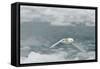 Snow Petrel-Joe McDonald-Framed Stretched Canvas