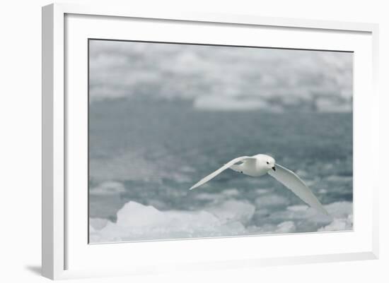 Snow Petrel-Joe McDonald-Framed Photographic Print