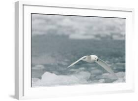 Snow Petrel-Joe McDonald-Framed Photographic Print