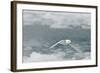 Snow Petrel-Joe McDonald-Framed Photographic Print