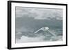 Snow Petrel-Joe McDonald-Framed Photographic Print