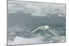 Snow Petrel-Joe McDonald-Mounted Photographic Print