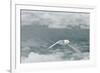 Snow Petrel-Joe McDonald-Framed Photographic Print