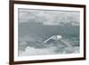 Snow Petrel-Joe McDonald-Framed Photographic Print