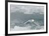 Snow Petrel-Joe McDonald-Framed Photographic Print