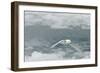 Snow Petrel-Joe McDonald-Framed Photographic Print