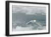 Snow Petrel-Joe McDonald-Framed Photographic Print