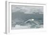 Snow Petrel-Joe McDonald-Framed Photographic Print