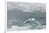 Snow Petrel-Joe McDonald-Framed Photographic Print