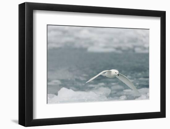 Snow Petrel-Joe McDonald-Framed Photographic Print