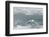 Snow Petrel-Joe McDonald-Framed Photographic Print