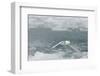 Snow Petrel-Joe McDonald-Framed Photographic Print