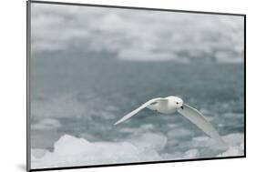 Snow Petrel-Joe McDonald-Mounted Photographic Print