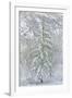 Snow Pine-Chris Dunker-Framed Giclee Print