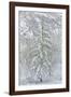 Snow Pine-Chris Dunker-Framed Giclee Print