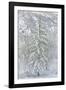 Snow Pine-Chris Dunker-Framed Giclee Print