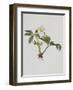 Snow Rose-Moritz Michael Daffinger-Framed Collectable Print